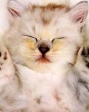 Gatito Durmiendo