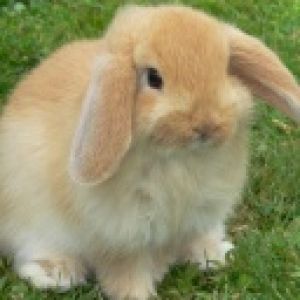 Conejo Adorable