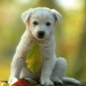 Cachorro Blanco Adorable