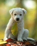 Cachorro Blanco Adorable