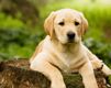 Cachorro de Labrador Adorable
