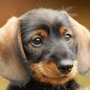 Retrato de Cachorro Adorable