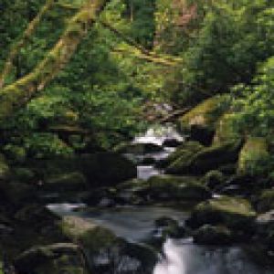 Arroyo Sereno en el Bosque