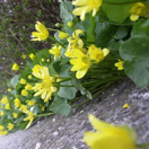 Flores Silvestres Amarillas Vibrantes