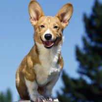 Perro Corgi Feliz