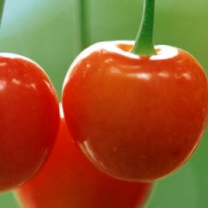 Cerezas Rojas Frescas