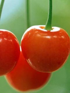 Cerezas Rojas Frescas