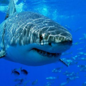 Tiburón Blanco Bajo el Agua