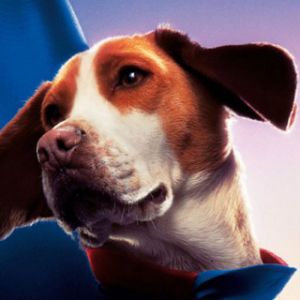 Beagle Adorable con Capa Azul
