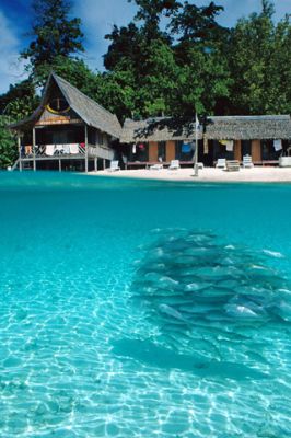 Paraíso Tropical con Peces