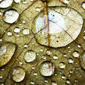 Gotas de agua en una hoja