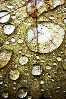 Gotas de agua en una hoja