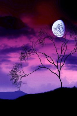 Silueta de Árbol a la Luz de la Luna