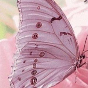 Hermosa Mariposa en Primer Plano