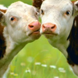 Terneros adorables en un campo verde