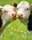 Terneros adorables en un campo verde
