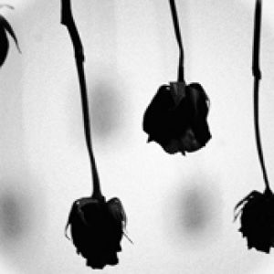 Rosas Negras en Monocromo