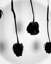 Rosas Negras en Monocromo