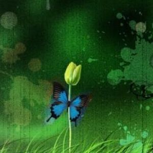 Mariposa en Flor