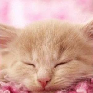Gatito Durmiendo
