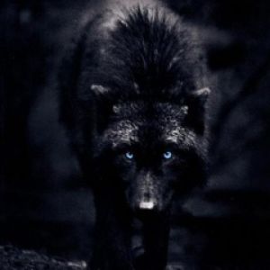 Lobo Negro Místico
