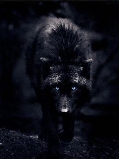 Lobo Negro Místico