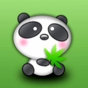 Panda Lindos Sosteniendo Hoja