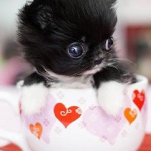 Gatito Lindos en una Taza