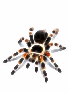 Tarántula Colorida