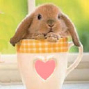 Conejito Lindos en una Taza