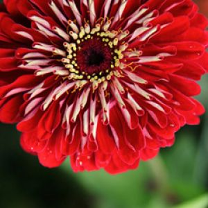 Flor Roja Vibrante