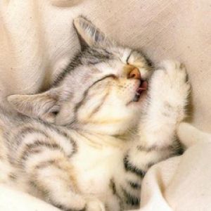 Gatito Durmiendo Adorable