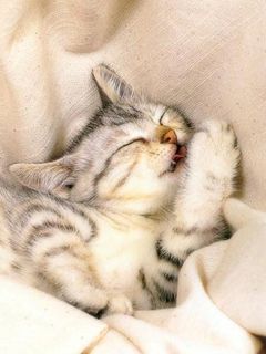 Gatito Durmiendo Adorable