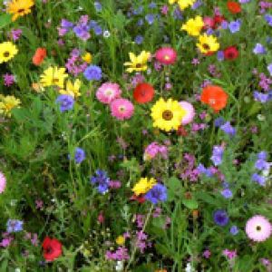 Campo de Flores Coloridas