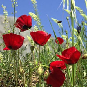 Amapolas Rojas Vibrantes en la Naturaleza