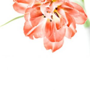 Hermosa flor de tulipán rosa