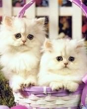 Gatitos Blancos Lindos en una Canasta