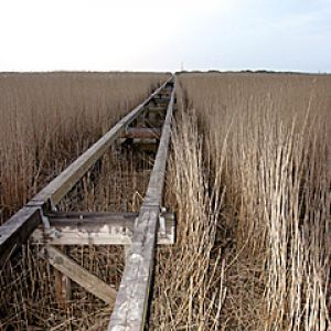 Camino Sereno en el Pantano