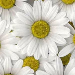 Hermosas Margaritas Blancas