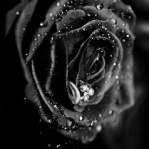 Rosa Negra con Gotas de Agua