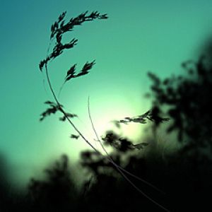 Silhouette de Naturaleza Serena