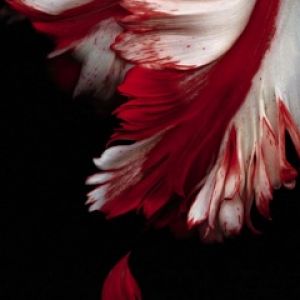 Abstracto Floral Rojo y Blanco