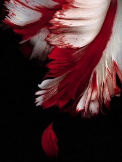 Abstracto Floral Rojo y Blanco
