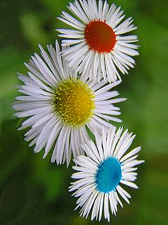 Margaritas Coloridas en Flor