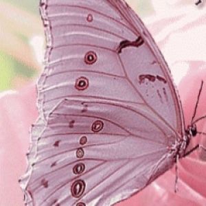 Hermosa Mariposa en Flor