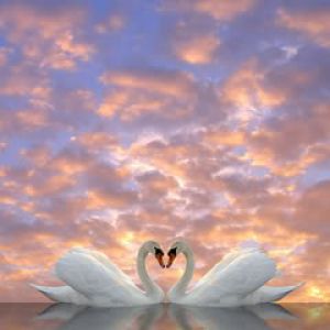 Cisnes Elegantes en Amor