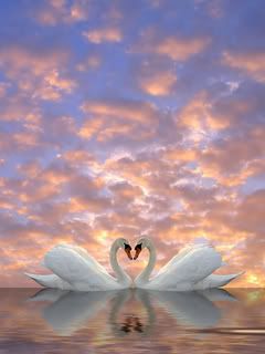Cisnes Elegantes en Amor