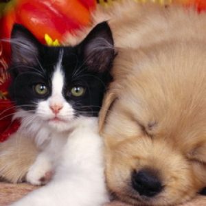 Cachorro y Gatito Juntos