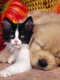 Cachorro y Gatito Juntos