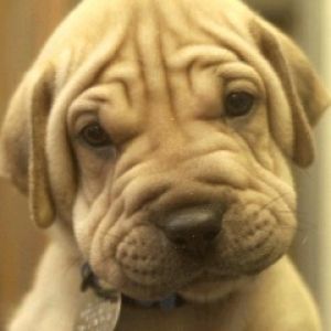 Adorable Cachorro Shar Pei